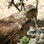 Animals of Paklenica National Park