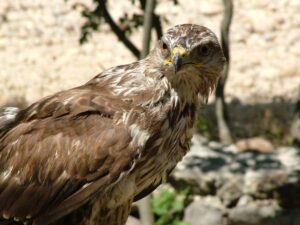 Animals of Paklenica National Park