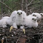 Animals of Paklenica National Park