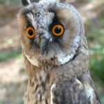 Animals of Paklenica National Park