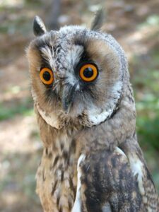 Animals of Paklenica National Park