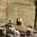 Animals of Paklenica National Park