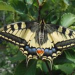 Animals of Paklenica National Park