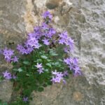 Plants of Paklenica National Park
