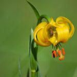 Plants of Paklenica National Park