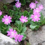 Plants of Paklenica National Park
