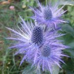 Plants of Paklenica National Park