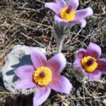 Plants of Paklenica National Park