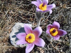 Plants of Paklenica National Park